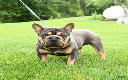 French Bulldog dogs for sale: Bubba - Image 7