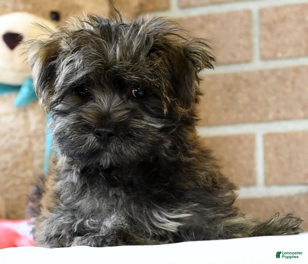 Morkie dogs for sale: Dallas - Image 6
