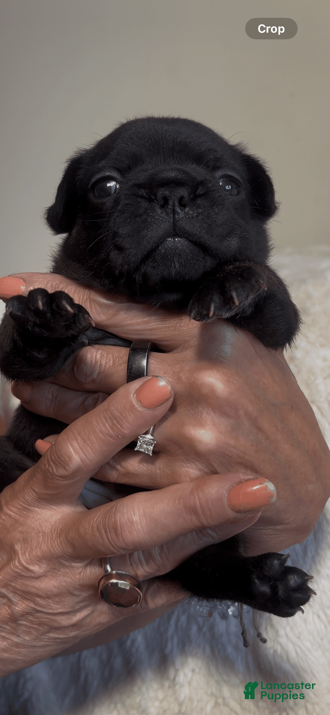 French Bulldog dogs for sale: Tootsie Roll - Image 2