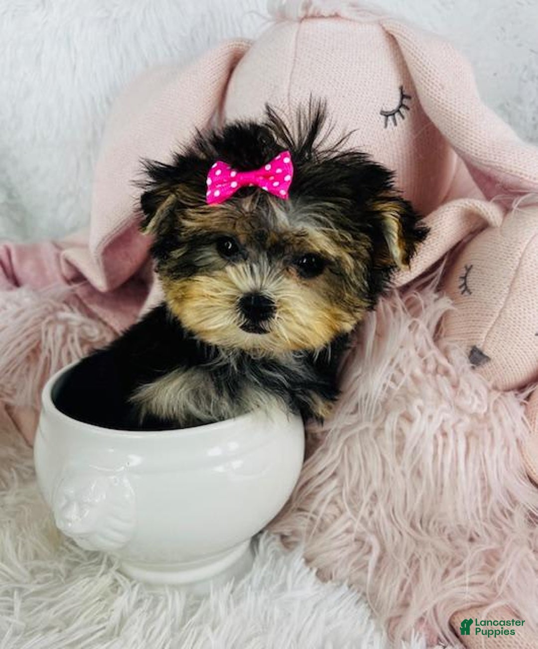 Morkie dogs for sale: Dandelion - Image 4