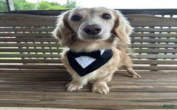 Dachshund dogs for sale: Lux - Image 5