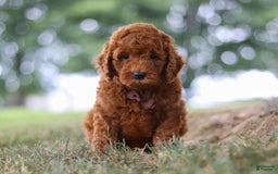 Mini Goldendoodle dogs for sale: Sonny - Image 5