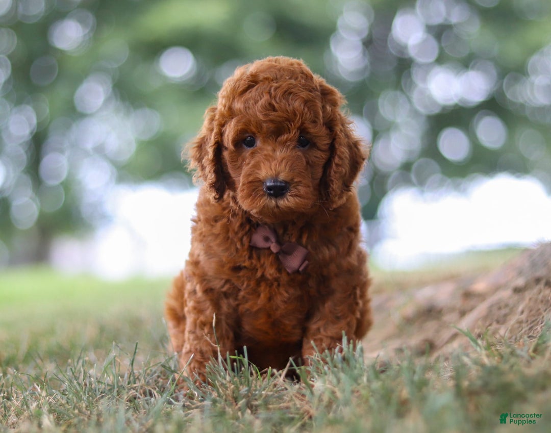 Mini Goldendoodle dogs for sale: Sonny - Image 5