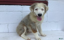 Australian Shepherd dogs for sale: Buster - Image 5