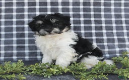 Havanese dogs for sale: Cash - Image 8