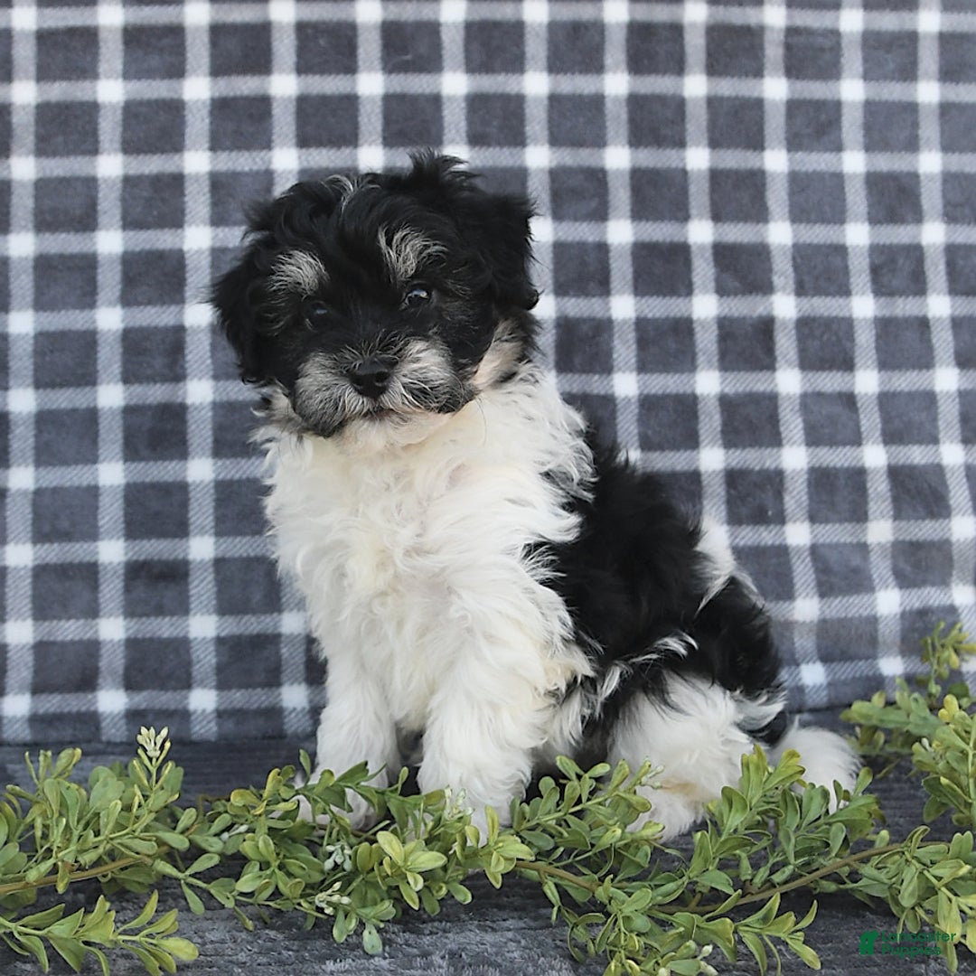 Havanese dogs for sale: Cash - Image 8