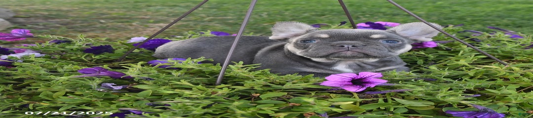 Fido