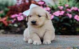 Golden Retriever dogs for sale: Marita - Image 4