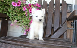 German Shepherd dogs for sale: Justin - Image 7