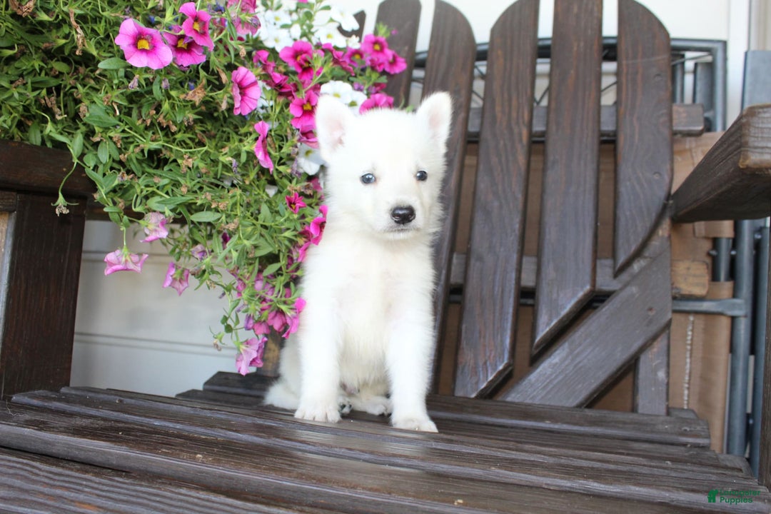 German Shepherd dogs for sale: Justin - Image 7