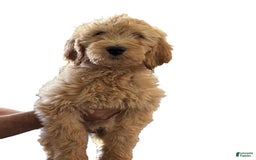 Goldendoodle dogs for sale: Sue - Image 3