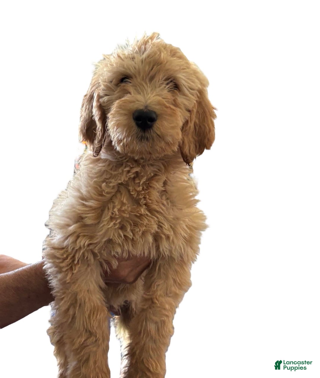 Goldendoodle dogs for sale: Sue - Image 3