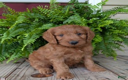 Goldendoodle dogs for sale: Ben - Image 30