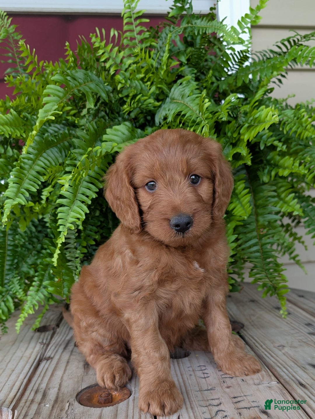 Goldendoodle dogs for sale: Ben - Image 30