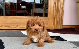Cockapoo dogs for sale: Leona F1b - Image 7