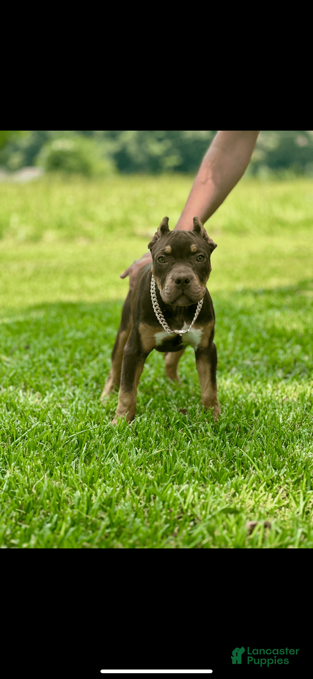 American Bully dogs for sale: Ms Rose - Image 3