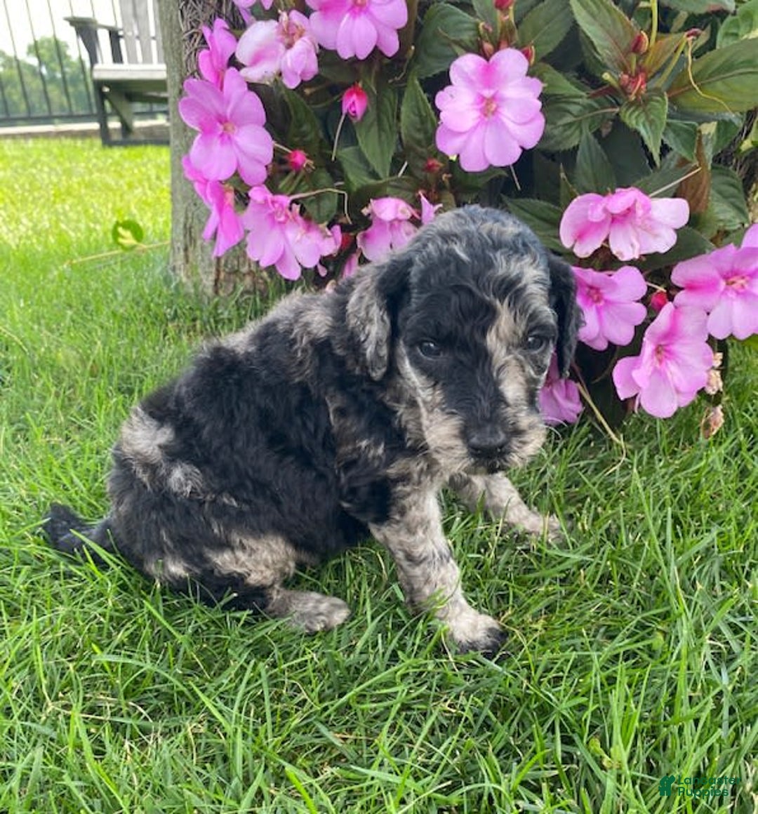 Standard Poodle dogs for sale: Rusty - Image 2