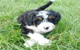 Mini Bernedoodle dogs for sale: Kelsey - Image 4