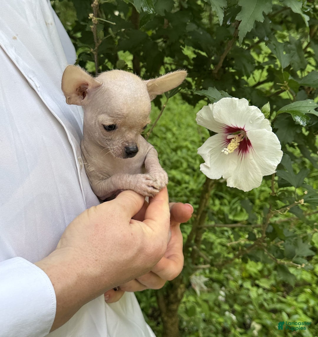 Chihuahua dogs for sale: Carinia - Image 19