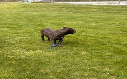 Cane Corso dogs for sale: Chief - Image 5