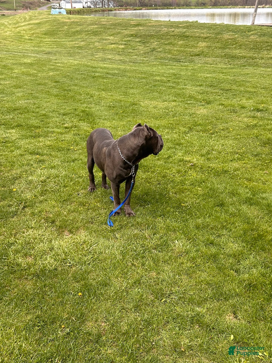 Cane Corso dogs for sale: Chief - Image 5
