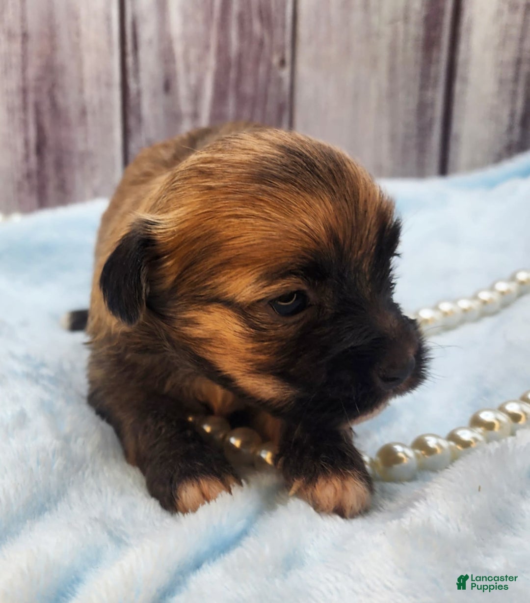 Chinese Crested dogs for sale: Benjamin Button - Image 6