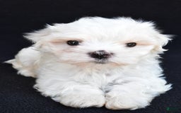 Maltese dogs for sale: Rory - Image 4