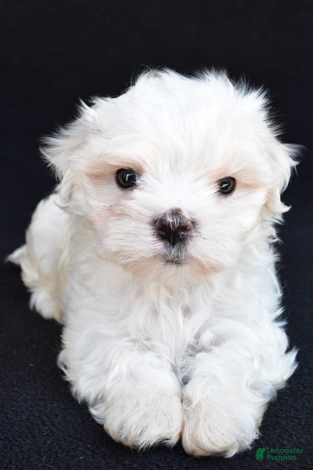 Maltese dogs for sale: Rory - Image 4