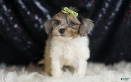 Yorkiepoo dogs for sale: Zeke - Image 6