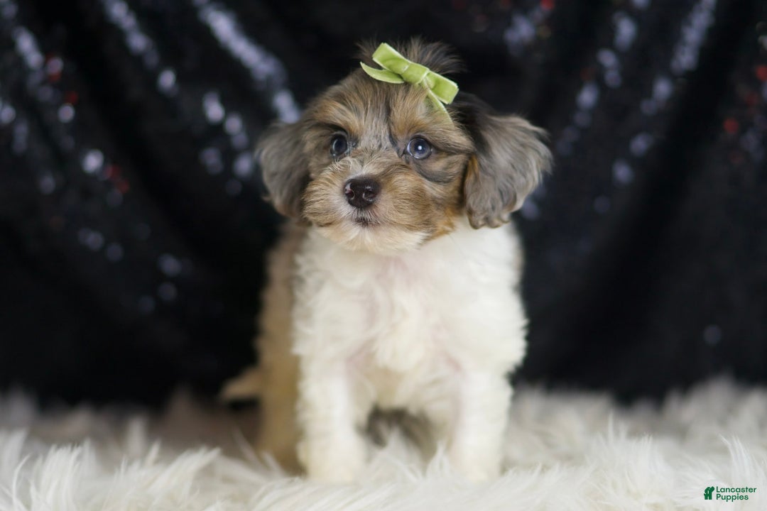 Yorkiepoo dogs for sale: Zeke - Image 6