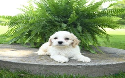 Cavachon dogs for sale: Opal - Image 3