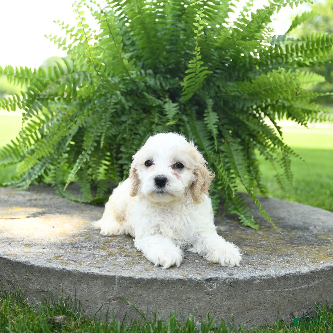 Cavachon dogs for sale: Opal - Image 3