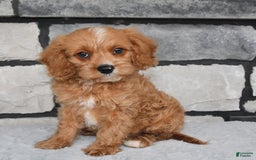 Cavapoo dogs for sale: Benson - Image 1