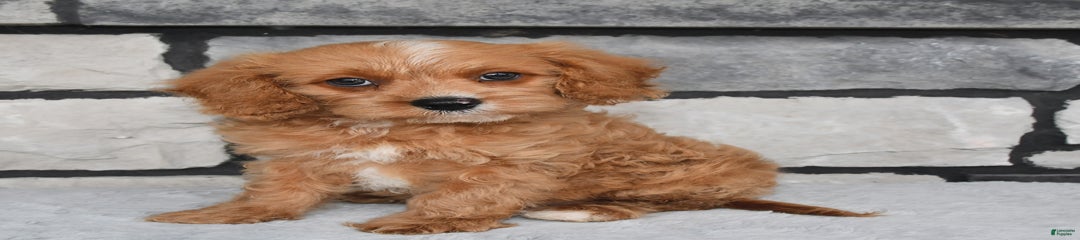 Benson