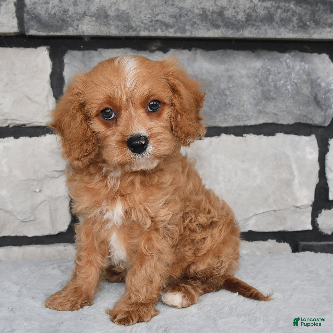 Cavapoo dogs for sale: Benson - Image 1