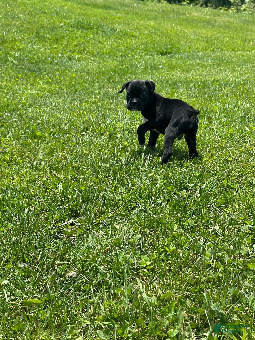 Boxer dogs for sale: Black - Image 2