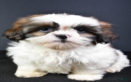 Shih Tzu dogs for sale: Jane - Image 1