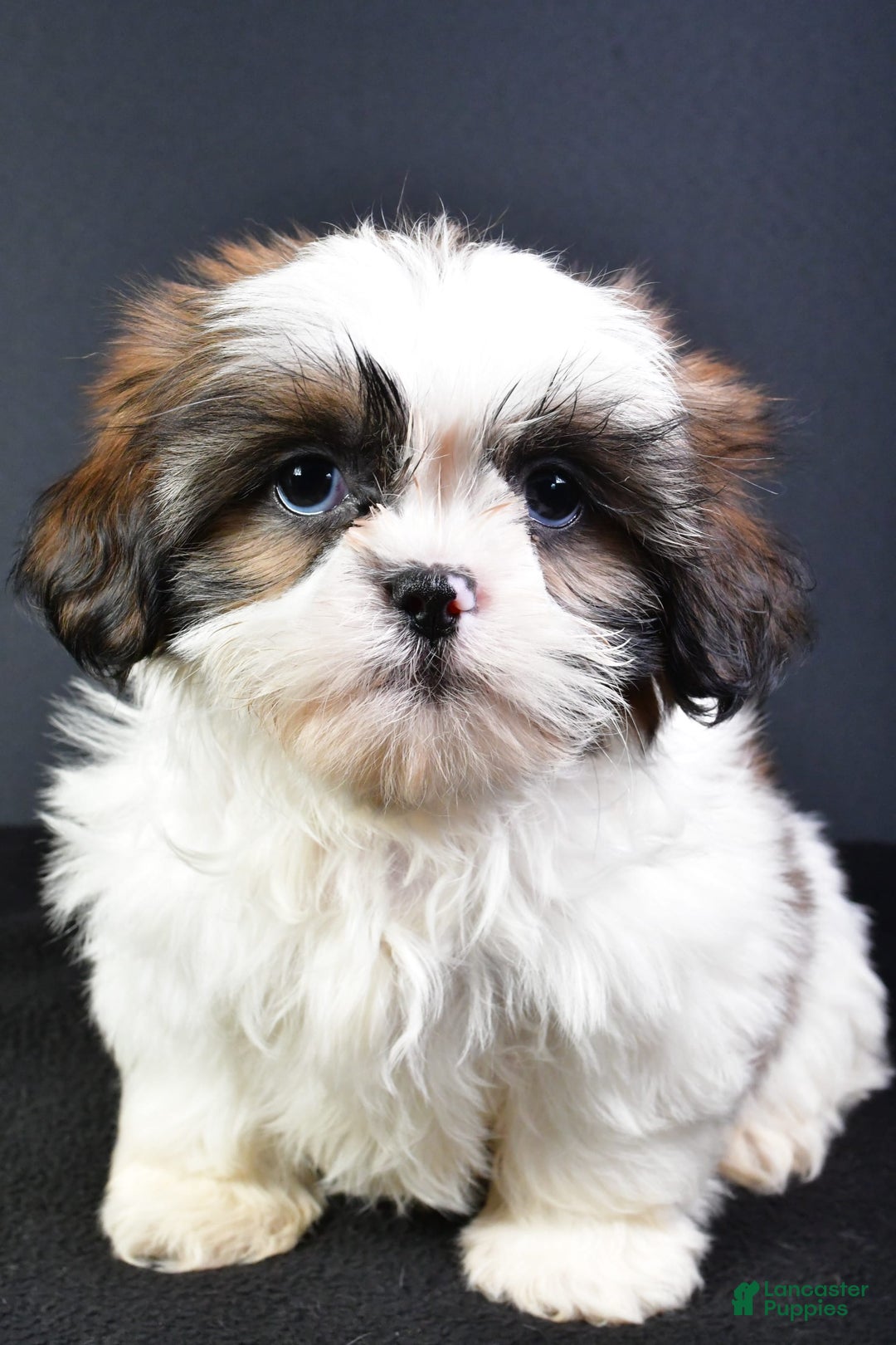 Shih Tzu dogs for sale: Jane - Image 1