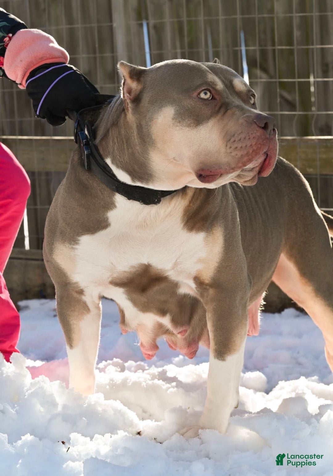 American Bully dogs for sale: Xl bully male - Image 2