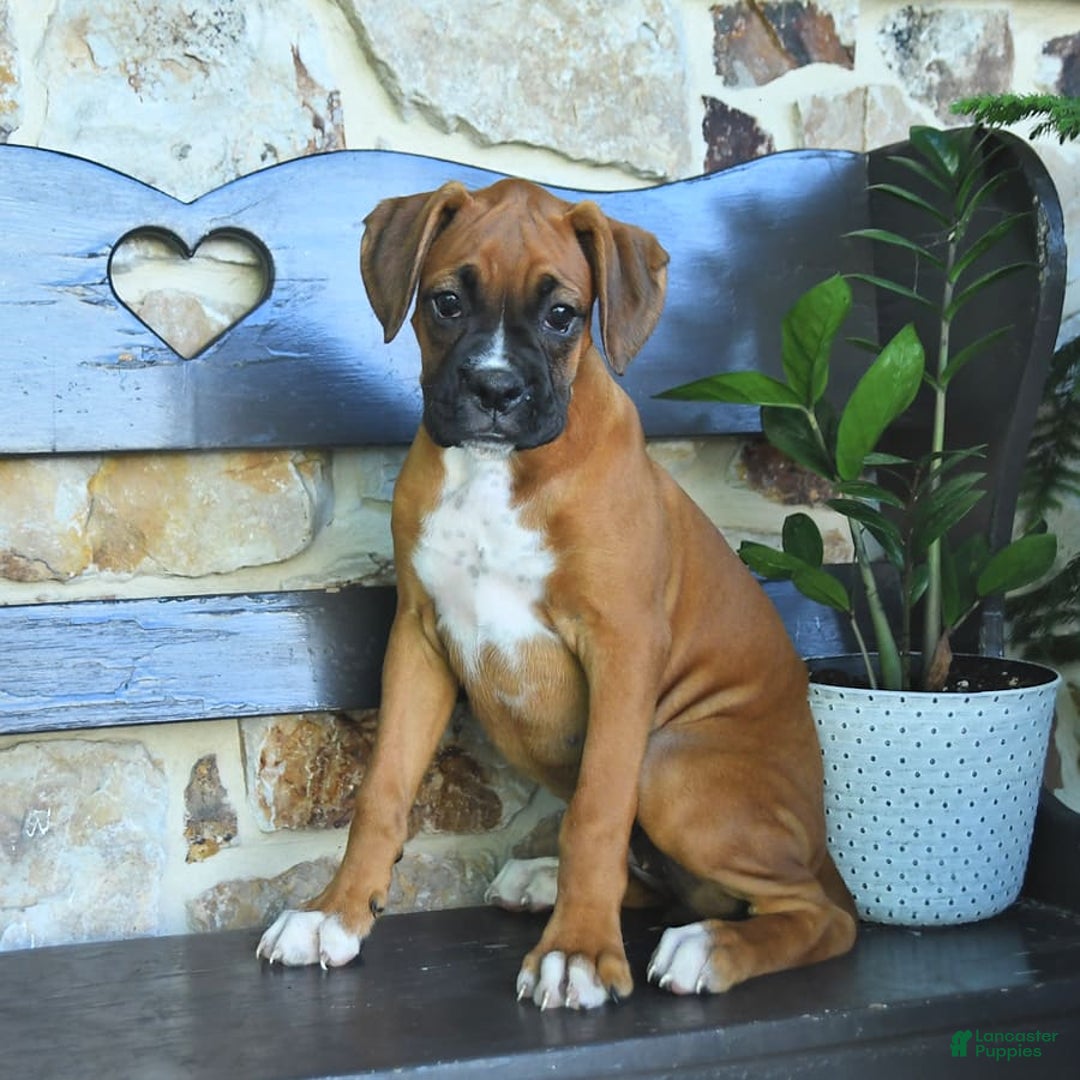Boxer dogs for sale: Felicity - Image 8
