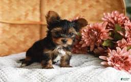 Yorkshire Terrier dogs for sale: Champ Teacup - Image 5