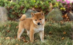 Shiba Inu dogs for sale: Elliot - Image 2