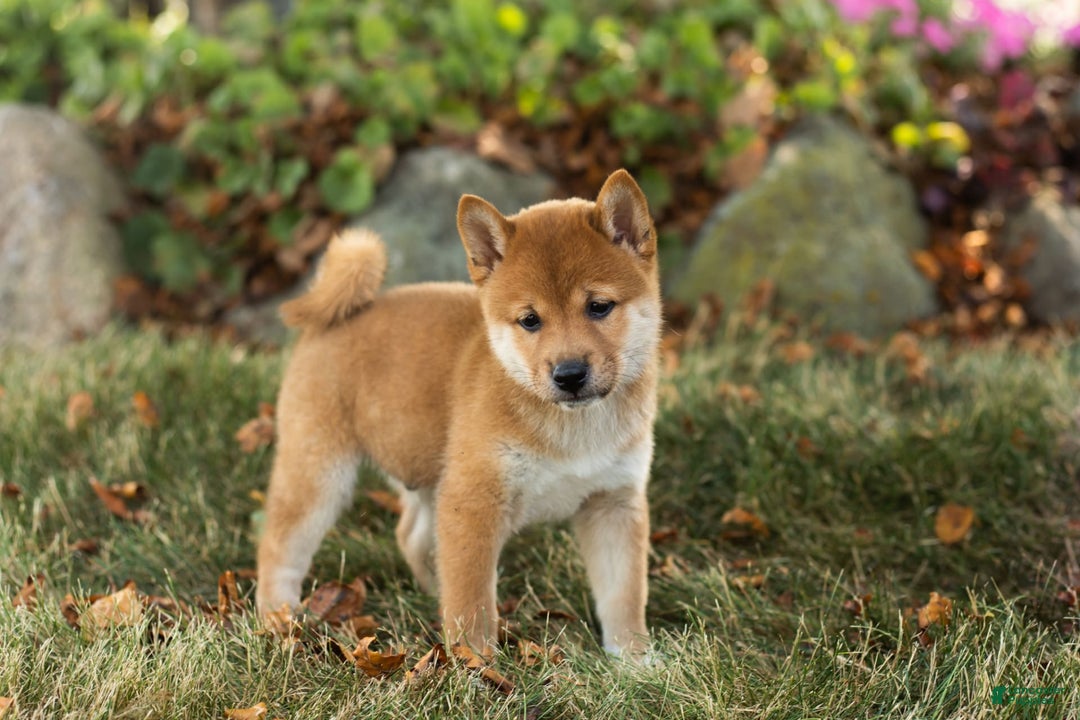 Shiba Inu dogs for sale: Elliot - Image 2