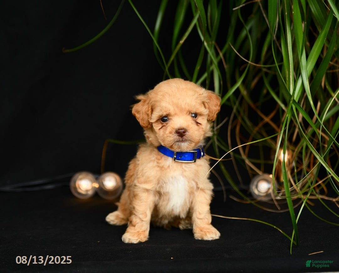 Teddy Bear dogs for sale: Ridley - Image 3