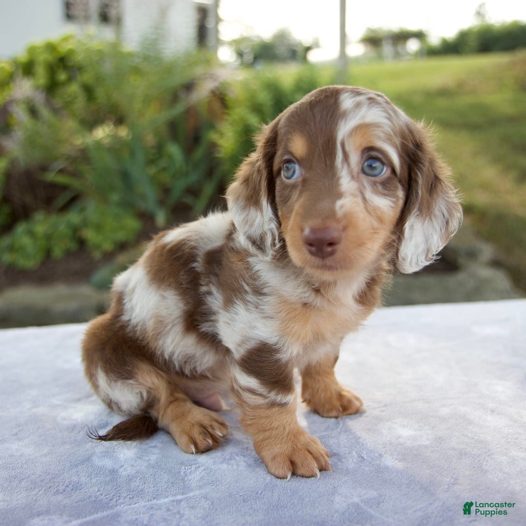 Miniature Dachshund dogs for sale: Finley - Image 3