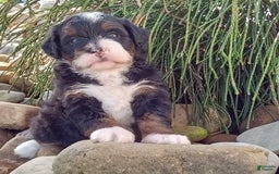 Mini Bernedoodle dogs for sale: Oakley - Image 38