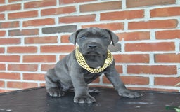 Cane Corso dogs for sale: Daisy - Image 7