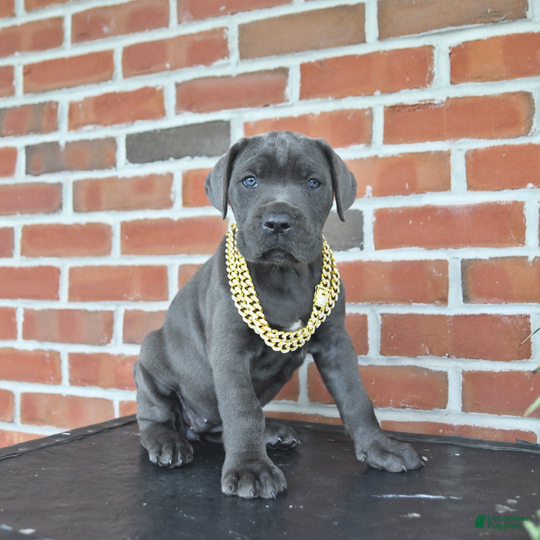 Cane Corso dogs for sale: Daisy - Image 7