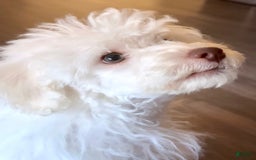 Maltipoo dogs for sale: Stella - Image 8