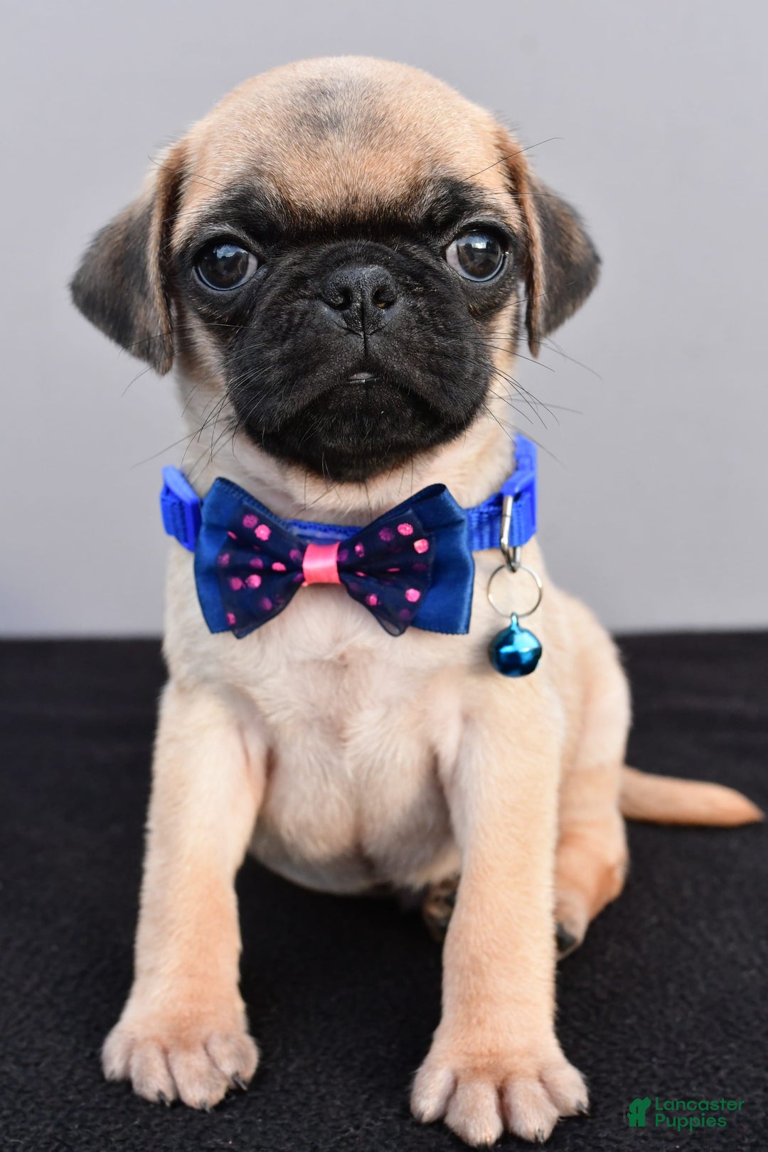 Pug dogs for sale: Pug 2 puppies - Image 5